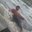 Mahesh Dargar