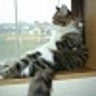 miaaawww
