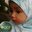 Nadia Haris