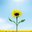 Sunflowers Ln
