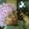 Noran Shah