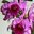 Patricia Irene Hernandez Islas