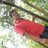 babu perl