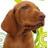 Petnvet Finder