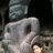 Rajiv Shrestha