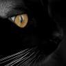 sankalp.sunder