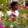 santhu raj