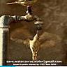 savewaterservewater