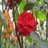 Sayani Arsad