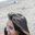 Arie Tya