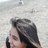 Arie Tya