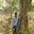 Shaik.Zahoor Ahmed
