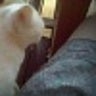 shane_vant