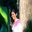 Shobana Shobee