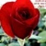 shree345