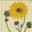Sonnenblume Helianthe