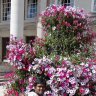 sureshmohankumarm