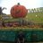 Bagus Ardiansyah