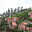 United-21 Paradise Ooty