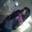Vaal Mlzz