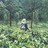 Yuke Intan