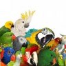 zoopolispetshop