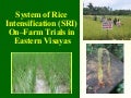 0630 System of Rice Intensification (SRI) On–Farm Trials in  Eastern Visayas