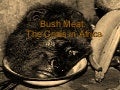 0643840bushmeat