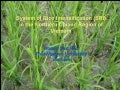 0931 System of Rice Intensification (SRI) in the Northern Upland Region of Vietnam