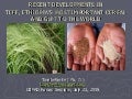 0940 Recent Developments in Teff, Ethiopia&rsquo;s Most Important Cereal and Gift to the World