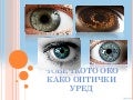 дијана јовановска човечкото око како оптички уред  (1)