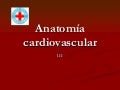 1 anatomía cardiovascular-3