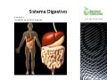 CN9-sistema digestivo