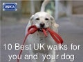 10 Best UK Walks for You and Your Dog