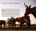 The ‘big five’ African vintage cows