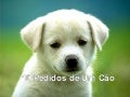 10 pedidos de_um_cao