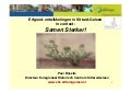 1206 boselie ezels_van_sittard