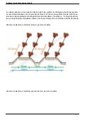 127 scheme-de-plantare-pentru-tomate