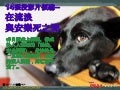 20120826-14張投影片在流浪與安樂死之間