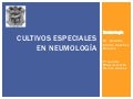 Cultivos especiales en neumología