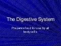2 1 D Ithe Digestive System Powerpoint