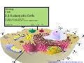 IB Biology Core 2.3: Eukaryotic Cells