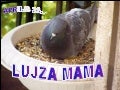 2006.04.23.   Lujza Mama