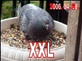 2006.04.28.   XXL