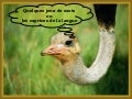 Les caprices de la langue