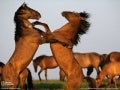 2009 Best National Geographic Pictures
