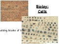 2011 cells