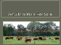 Falster Farm 2013 mini bulls for sale