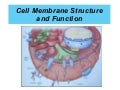 2.4 Cell Membrane And Transport