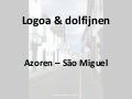 3107 azoren sao miguel logoa dolfijnen